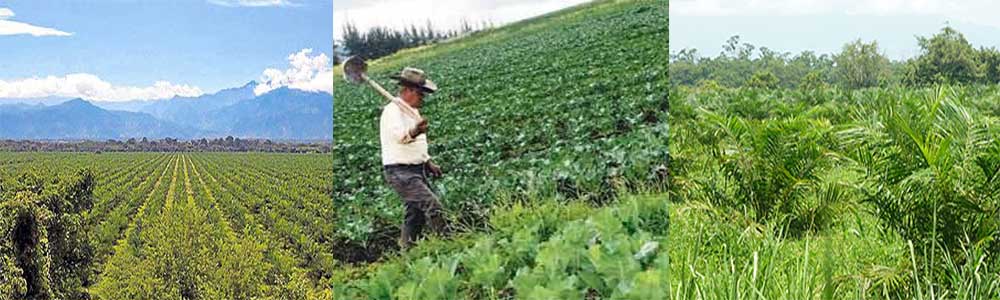 Cauca: Llamamos a no participar en el censo nacional agropecuario