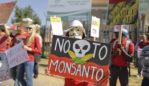 Honduras territorio Monsanto; maíz y democracia transgénica para el pueblo