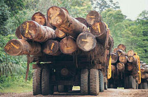 La gran deforestación latinoamericana