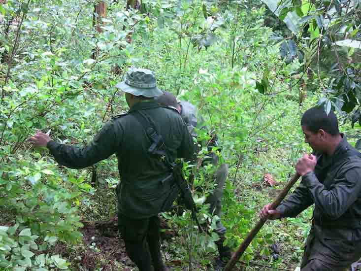 FARC elude responsabilidad sobre cultivos ilícitos
