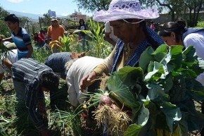 Bolivia: Inquilinos cosechan el primer huerto urbano en ex Cordeco